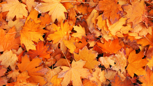 Fall Essential Oils for Mind, Body, and Soul